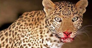 पौड़ी के जामलाखाल में गुलदार का हमला, व्यक्ति की मौत से दहशत