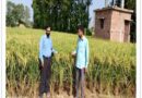 *हाइब्रिड धान बीजों ने बदली किसानों की तस्वीर,*