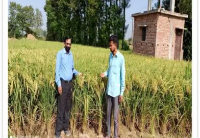 *हाइब्रिड धान बीजों ने बदली किसानों की तस्वीर,*